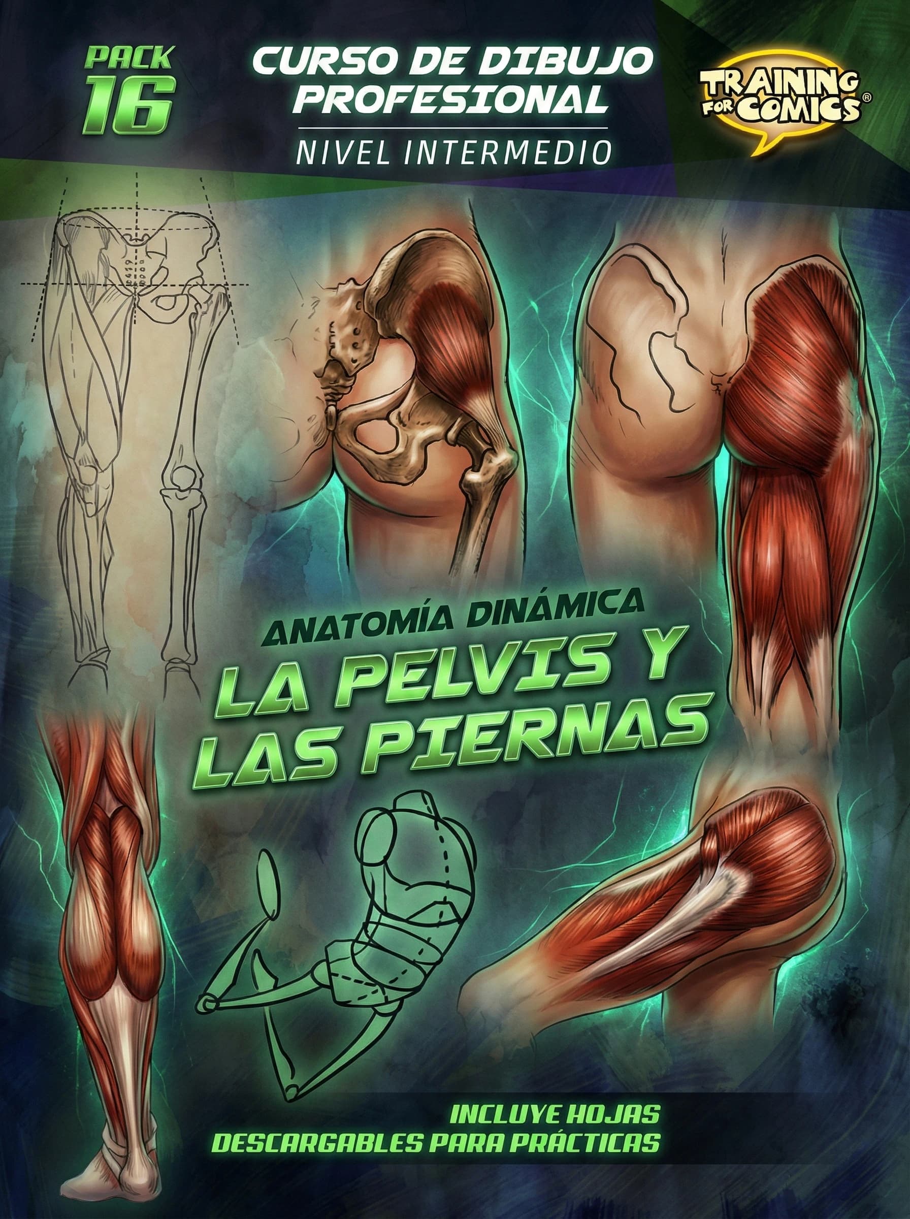 Anatomía Dinámica: La Pelvis y las Piernas